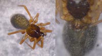 Diplocephalus cristatus