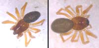 Diplocephalus cristatus