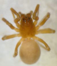 Diplocephalus lusiscus