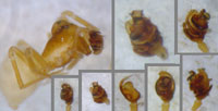 Diplocephalus lusiscus