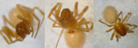 Diplocephalus lusiscus