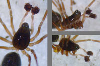 Diplocephalus permixtus