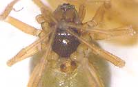 Diplocephalus picinus