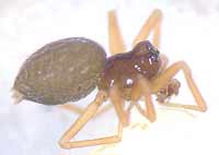 Diplocephalus picinus