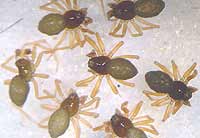 Diplocephalus picinus