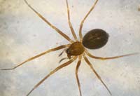 Diplostyla concolor