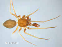 Diplostyla concolor