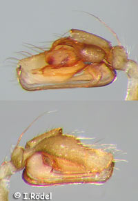 Diplostyla concolor