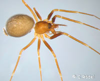 Diplostyla concolor