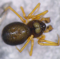 Dismodicus elevatus