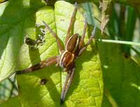 Dolomedes fimbriatus