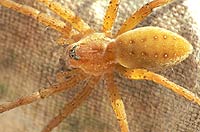 Dolomedes fimbriatus