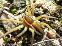 Dolomedes fimbriatus