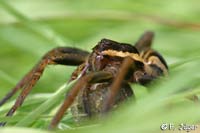 Dolomedes fimbriatus