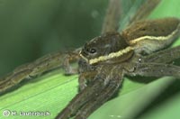 Dolomedes fimbriatus