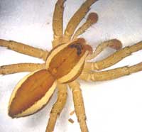 Dolomedes fimbriatus