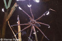 Dolomedes plantarius