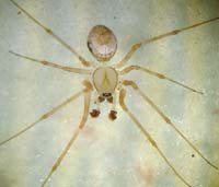 Drapetisca socialis