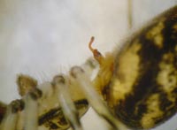 Drapetisca socialis