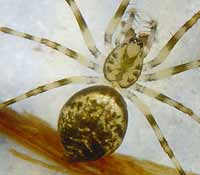 Drapetisca socialis