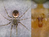 Drapetisca socialis