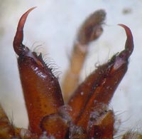 Drassodes cupreus