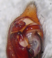 Drassodes hispanus lesserti