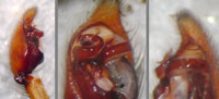 Drassodes hispanus lesserti