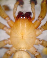 Drassodes hispanus lesserti