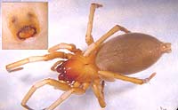 Drassodes hispanus lesserti