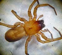 Drassodes hispanus lesserti
