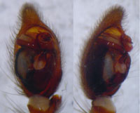 Drassodes hispanus lesserti