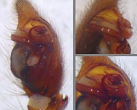Drassodes hispanus lesserti