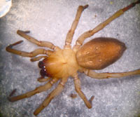 Drassodes hispanus lesserti