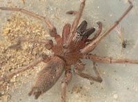 Drassodes lapidosus