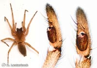 Drassodes lapidosus