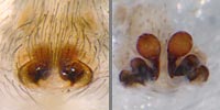 Drassodes lapidosus
