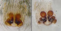 Drassodes lapidosus