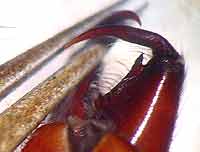 Drassodes lapidosus