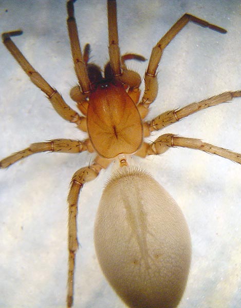 Fotogalerie Arachnida