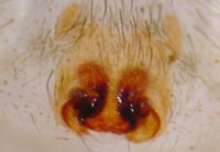 Drassodes lapidosus