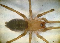 Drassodes lapidosus