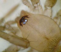 Drassodes lapidosus