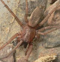Drassodes lapidosus