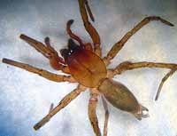 Drassodes lapidosus