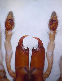 Drassodes lapidosus