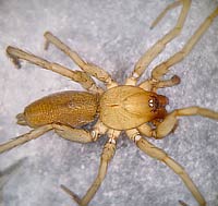 Drassodes lapidosus