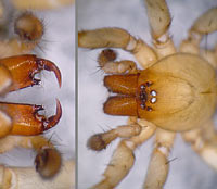 Drassodes lapidosus