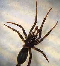 Drassyllus lutetianus