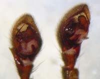 Drassyllus lutetianus
